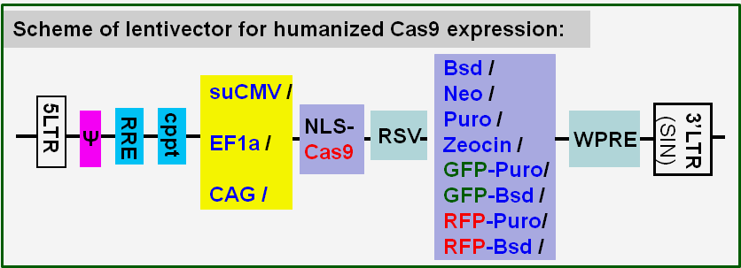 Cas9-expression-scheme