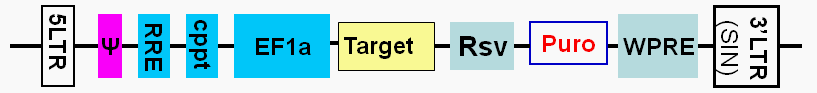 target expressed under enhanced ef1a promoter