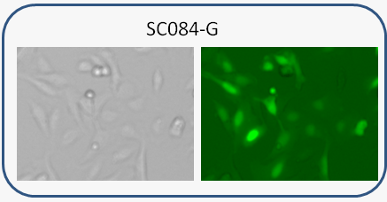 U2OS-GFP stable cell image