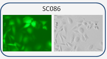 hCD19 & GFP Expression