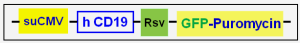 vector scheme of hCD19 GFP expression