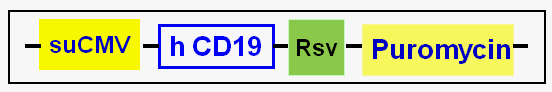 hCD19 expression vector map
