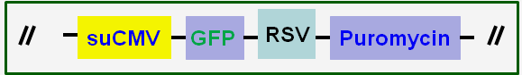 vector scheme of CMV-GFP-Puromycin