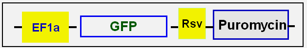 Vector scheme express GFP under EF1a promoter