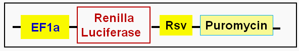 Hela Cell express Renilla Luciferase