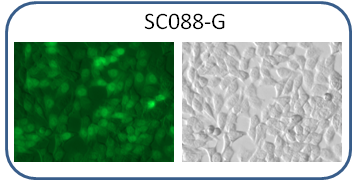HCT116 cell line express GFP reporter