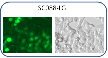 GFP and Luc expressed in Human HCT116 cell line