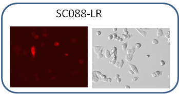 Human HCT116 cell line co-express Luciferase and RFP dual reporters