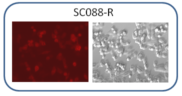 Human HCT116 / RFP Fluorescent Stable Cells