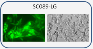 MP41 cell line co-express Luciferase and GFP dual reporters