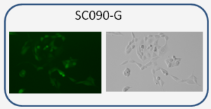 GFP fluorescent reporter expressed in mouse HT22 cell line