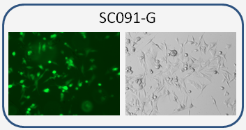 SK-Mel-5 / GFP fluorescent reporter cell line