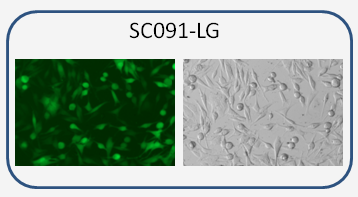 SK-Mel-5 co-express GFP and luciferase dual reporters