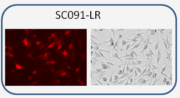 SK-Mel-5 / RFP and Luciferase dual reporter cell line
