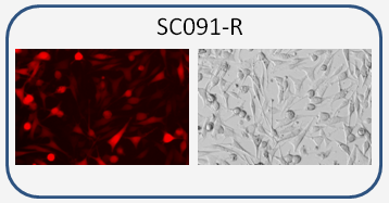 Human SK-Mel-5 / RFP reporter cell line 