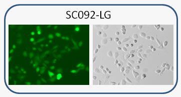 GFP and luciferase dual reporter / MDA-MB-468 Cell line 