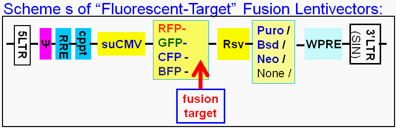 Fluorescent-labeled target expression