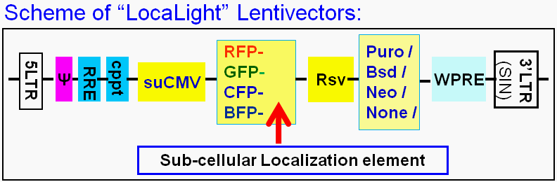 sub-cellular lentivector map scheme