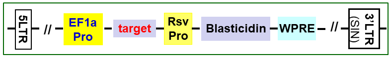 target expression scheme under EF1a promoter