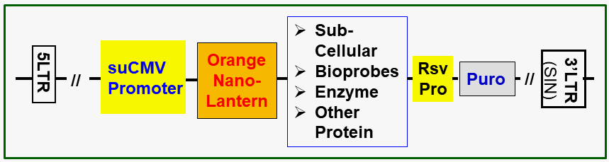 scheme of Nano-Lantern Lentivectors