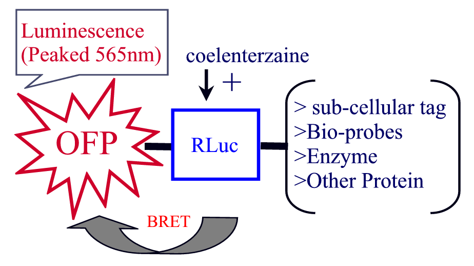 How Nano-Lantern works?