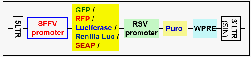 SFFV promoter lentivector scheme