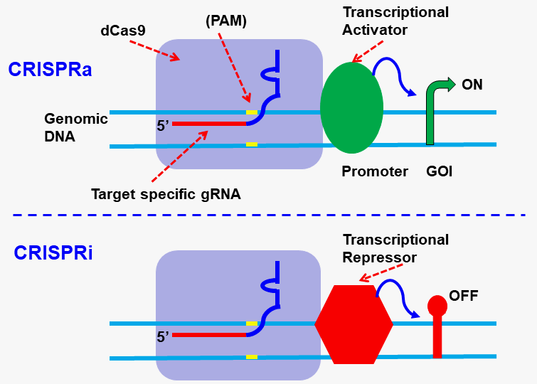 CRISPRi and CRISPRa scheme