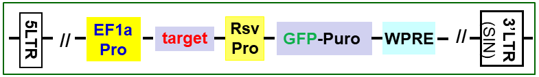 Lentivector map scheme with EF1a promoter