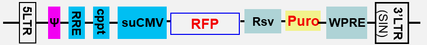 RFP express lentivector scheme