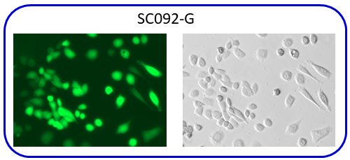 GFP expression scheme of a reporter cell line