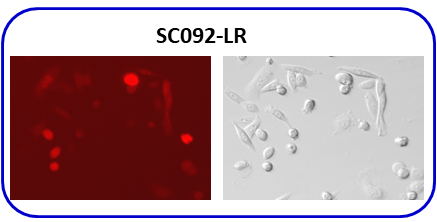 RFP and Luciferase co-expression under EF1a promoter