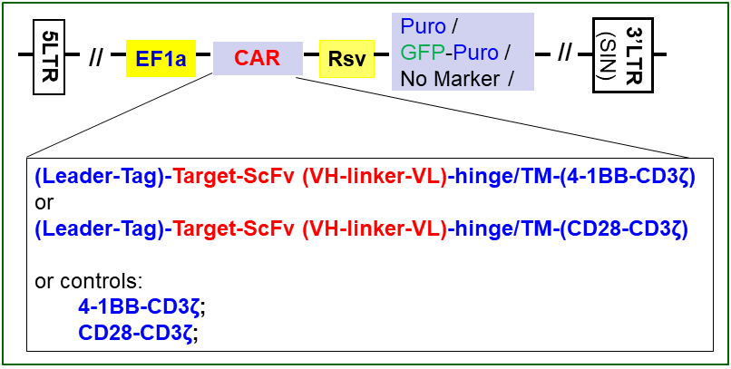 CAR Lentivector Scheme