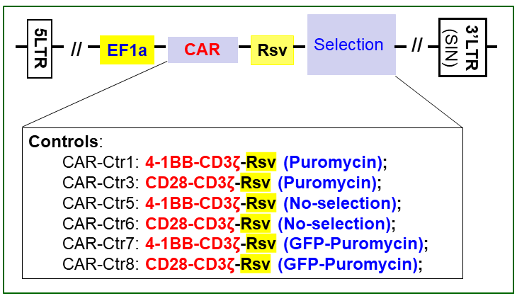 Lentivector map of CAR-controls
