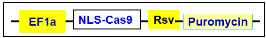 cas9 expression cassette in Human PC-9 cell line
