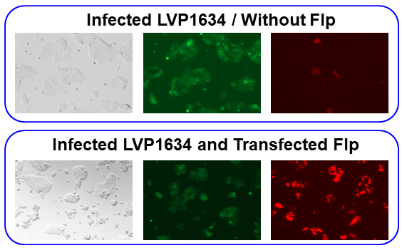 Flp recombination Color switch sample image