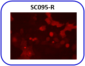 image of Human PC-9 express RFP fluorescent reporter