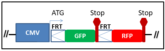 FRT color-switch cassette map scheme