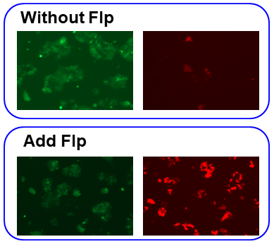 SC096 cell line showing color-switch upon Flp enzyme