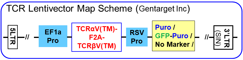 TCR Lentivector map (Gentarget Inc)