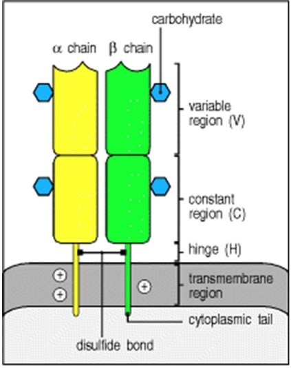 TCR structure