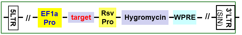 Express Lentivector map scheme with Hygromycin selection