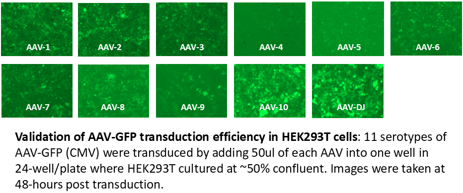 AAV serotype screening test image