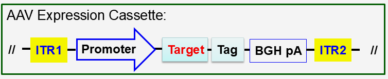 AAV vector core scheme