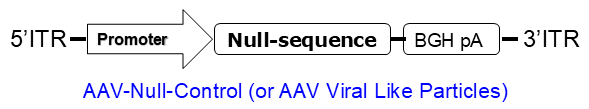 AAV-Null-Control vector map scheme