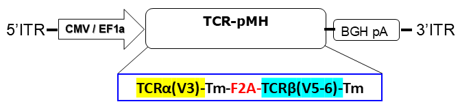 AAV vector scheme express TCR against EB virus