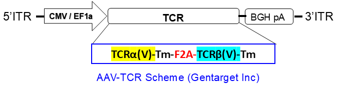 TCR construct scheme in AAV vector