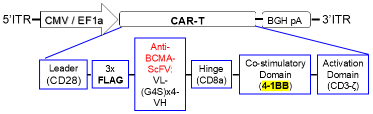 AAV-vector scheme of Anti-BCMA-ScFv-CAR
