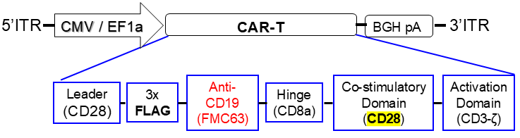 AAV vector scheme express anti-CD19