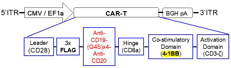 AAV vector scheme of Bispecific Anti-CD19, anti-CD20 CAR 