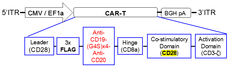 AAV vector scheme of anti-CD19-CD20 CAR